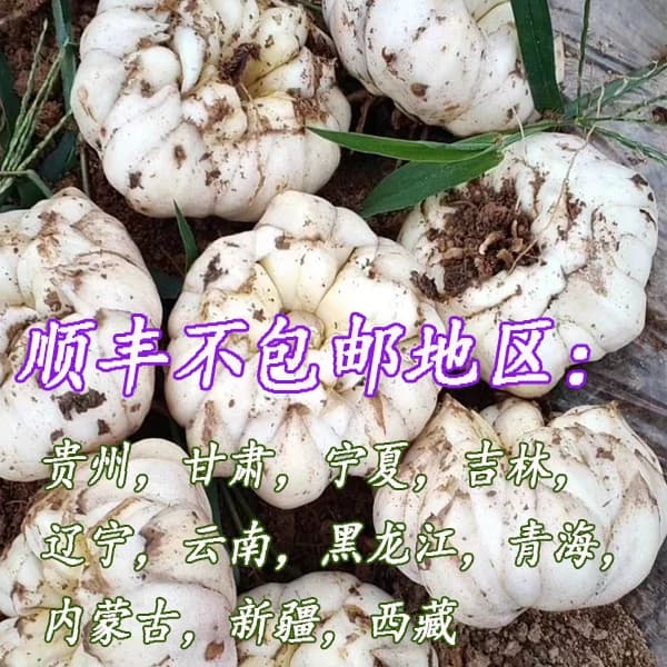 2026年宜兴新鲜大百合5斤3斤1000g宜兴特产现挖农家食用微苦百合 - 缩略图3