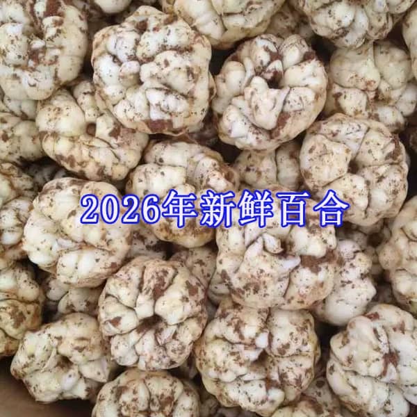 2026年宜兴新鲜大百合5斤3斤1000g宜兴特产现挖农家食用微苦百合 - 缩略图4