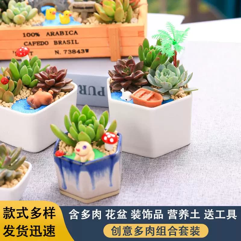 多肉微景观DIY组合盆栽多肉植物套餐材料包含盆土绿植摆件活动用 - 缩略图3