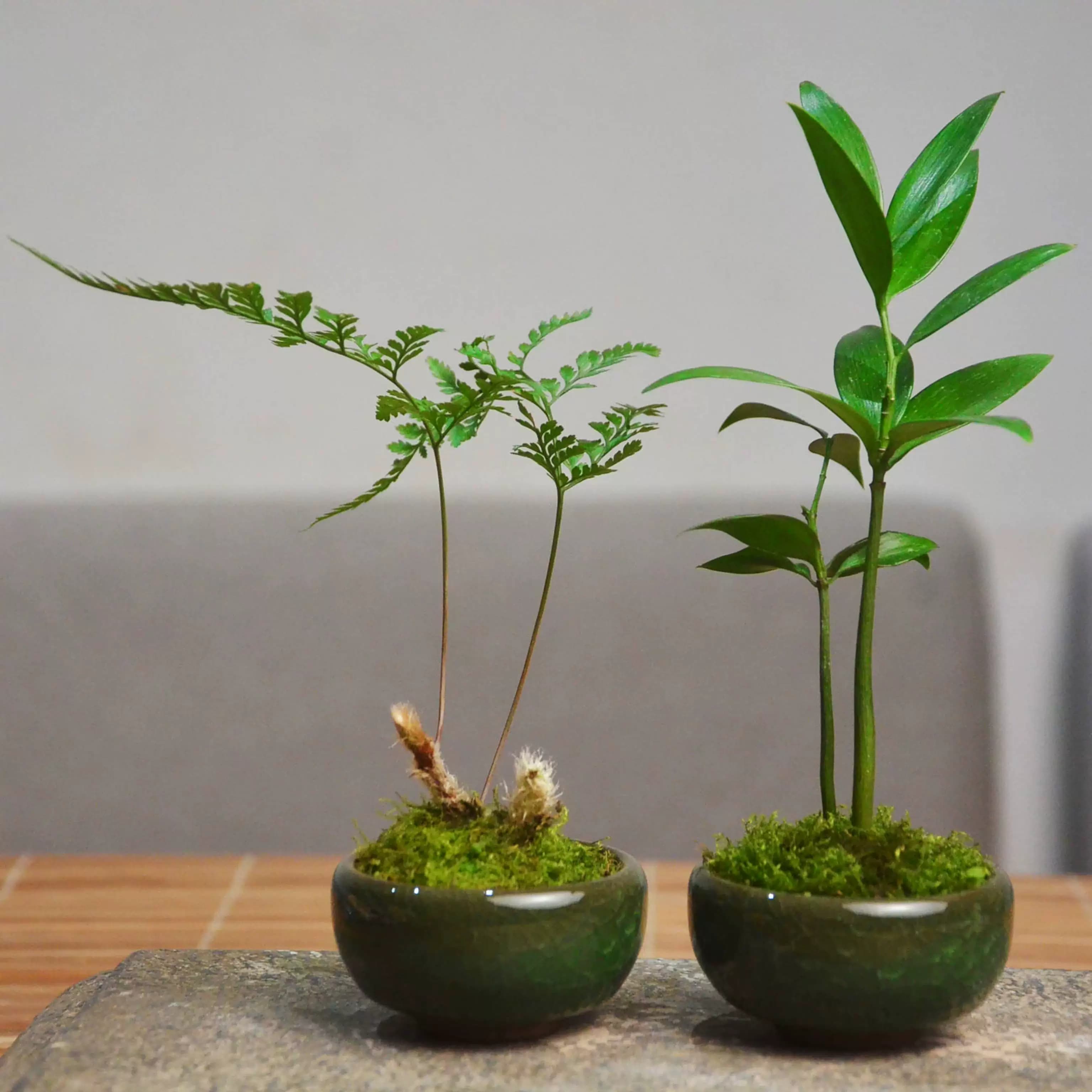 狼尾蕨老桩袖珍椰子菖蒲苔藓易养室内迷你盆栽书桌办公桌茶桌绿植 - 缩略图3