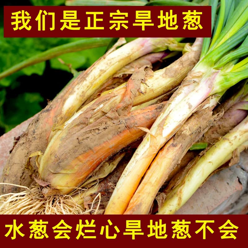 陕北红葱正宗山地旱地红皮葱丝铁锅炖羊肉去腥调料调味品新鲜蔬菜 - 缩略图3