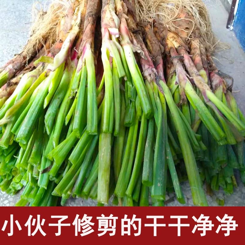陕北红葱正宗山地旱地红皮葱丝铁锅炖羊肉去腥调料调味品新鲜蔬菜 - 缩略图4