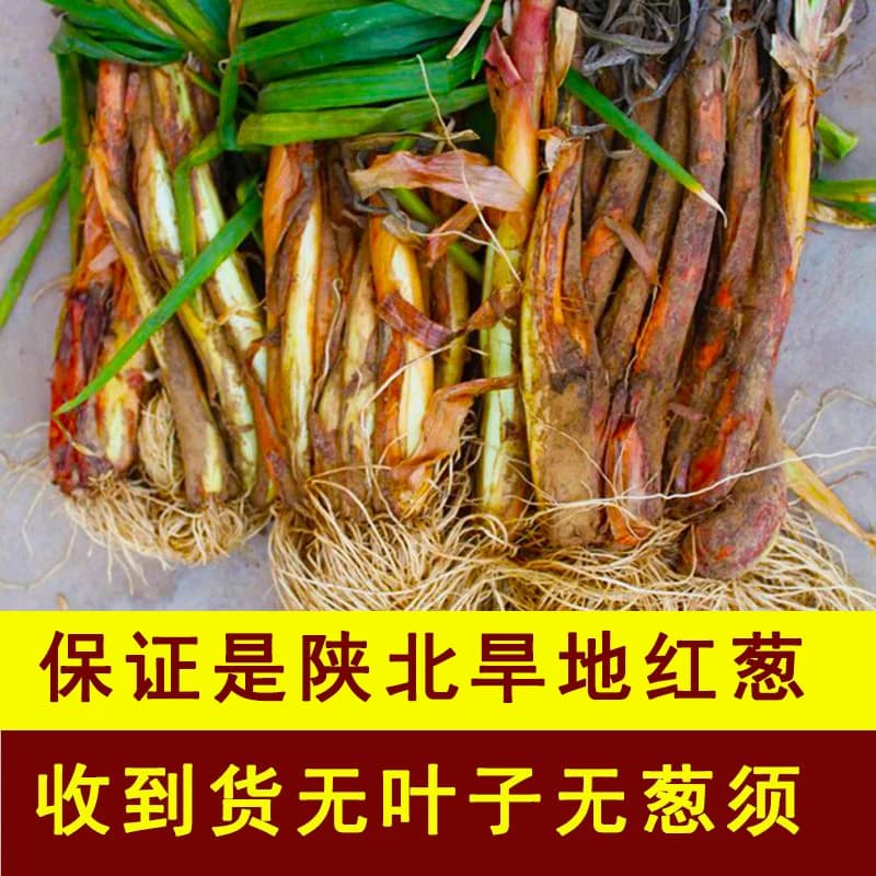 陕北红葱正宗山地旱地红皮葱丝铁锅炖羊肉去腥调料调味品新鲜蔬菜 - 缩略图2