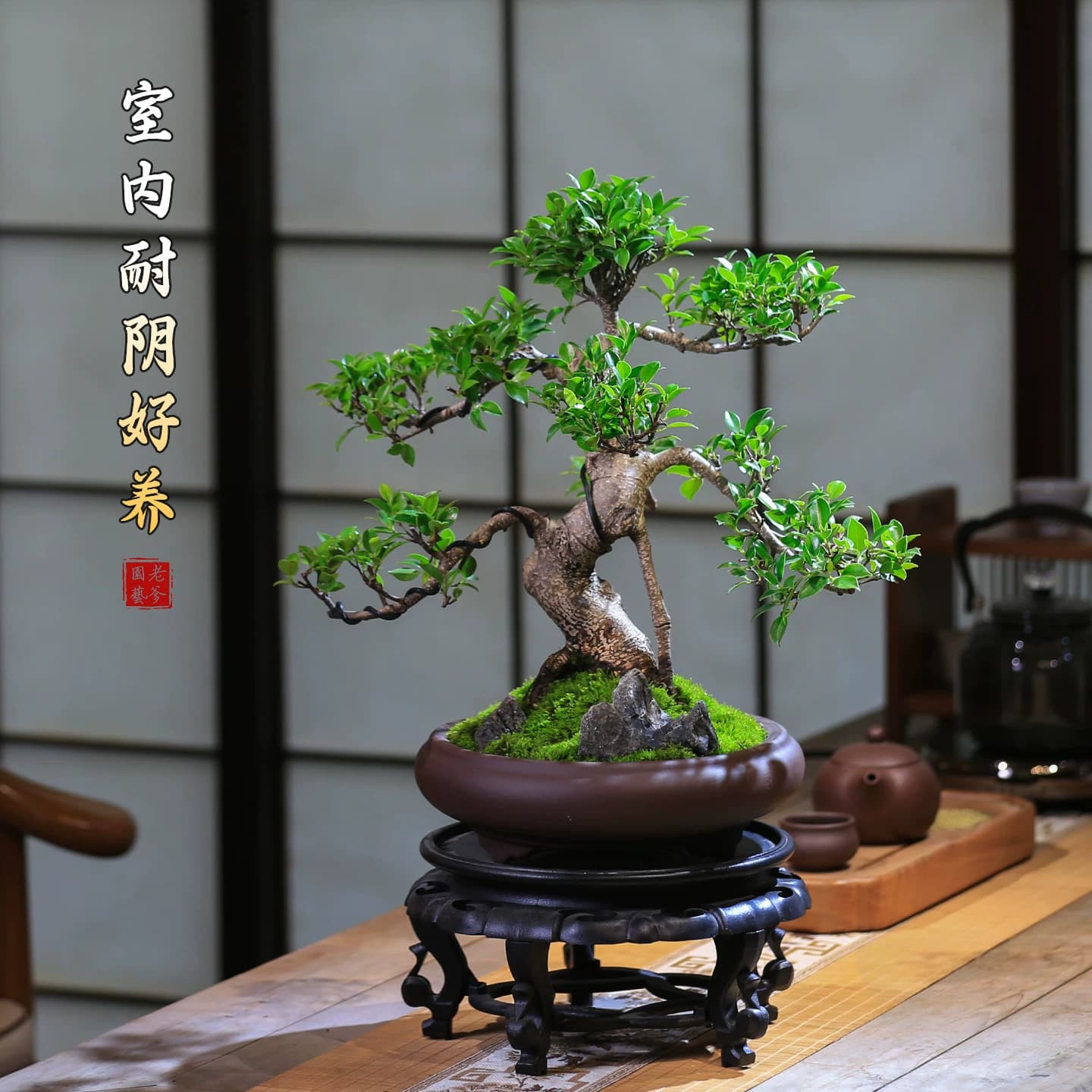 榕树老桩造型茶桌小叶榕树盆景室内中式四季常青盆栽耐阴耐寒绿植 - 缩略图2