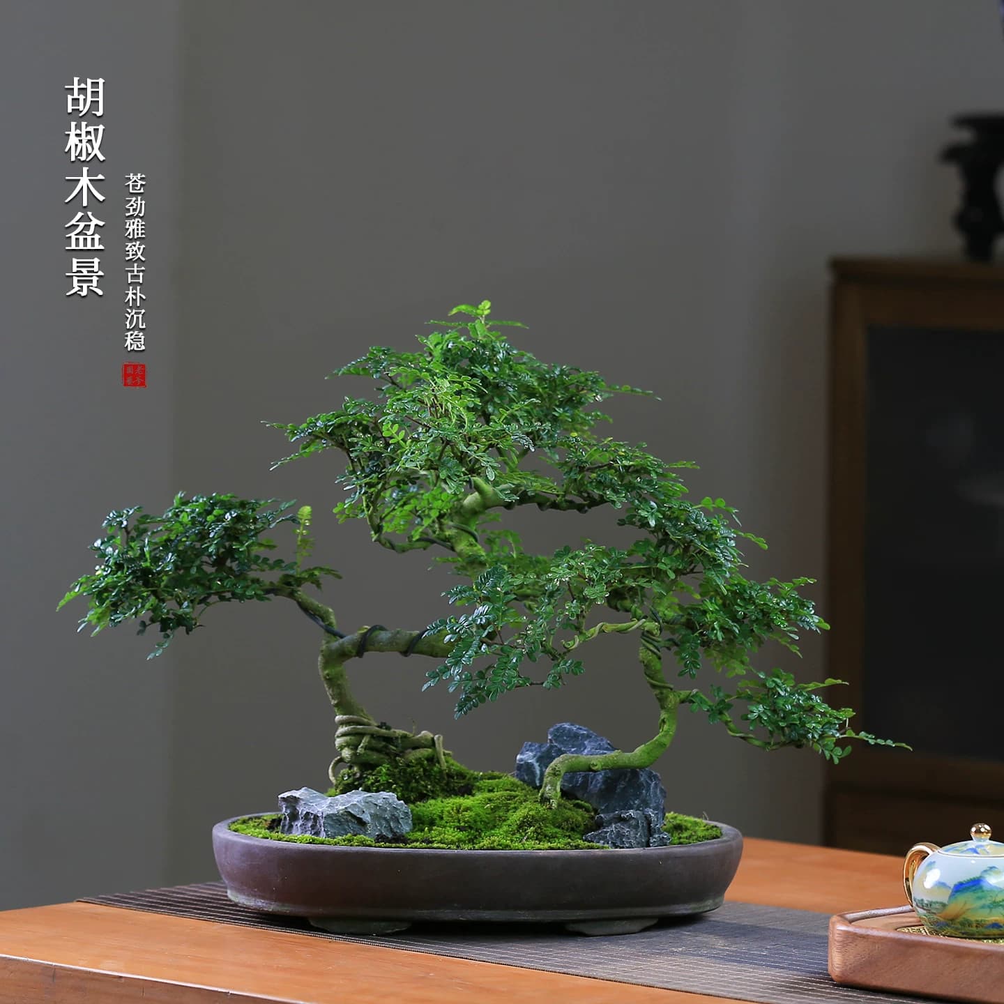 清香型胡椒木盆栽花卉室内驱蚊草植物树苗老桩盆景办公室绿植造型 - 缩略图5