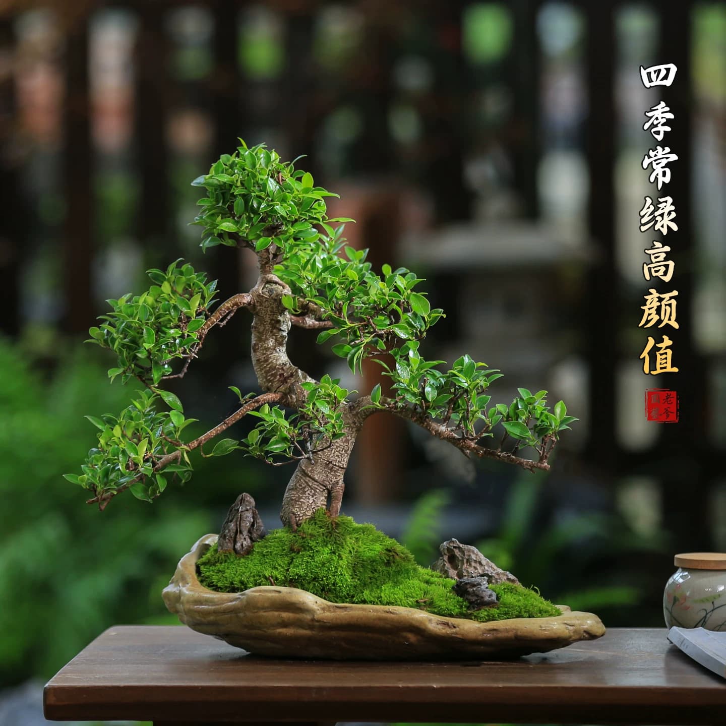 榕树老桩造型茶桌小叶榕树盆景室内中式四季常青盆栽耐阴耐寒绿植 - 缩略图5