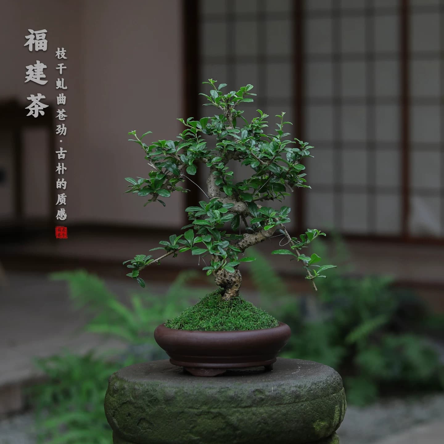 福建茶造型盆景中式古典禅意绿植桌面装饰易养护盆栽茶室客厅植物 - 缩略图4