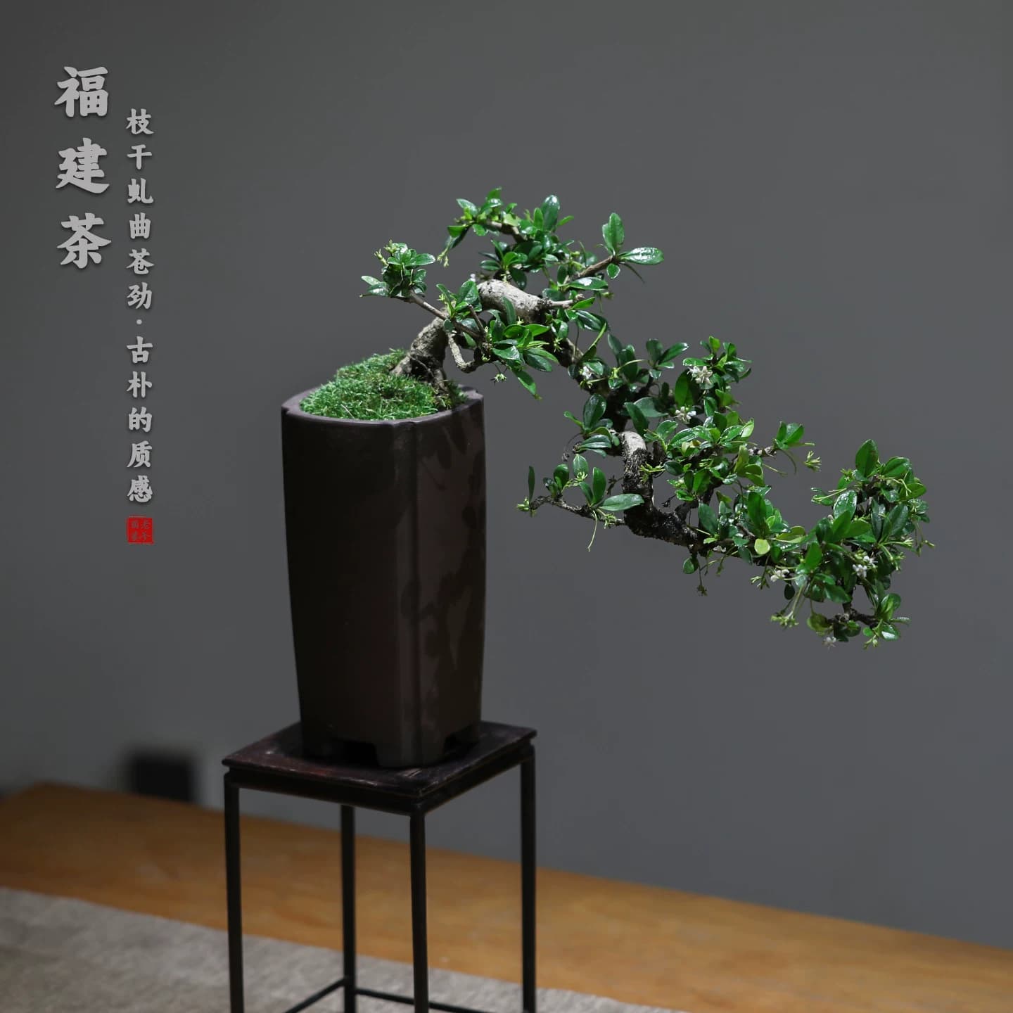 福建茶造型盆景中式古典禅意绿植桌面装饰易养护盆栽茶室客厅植物 - 缩略图2