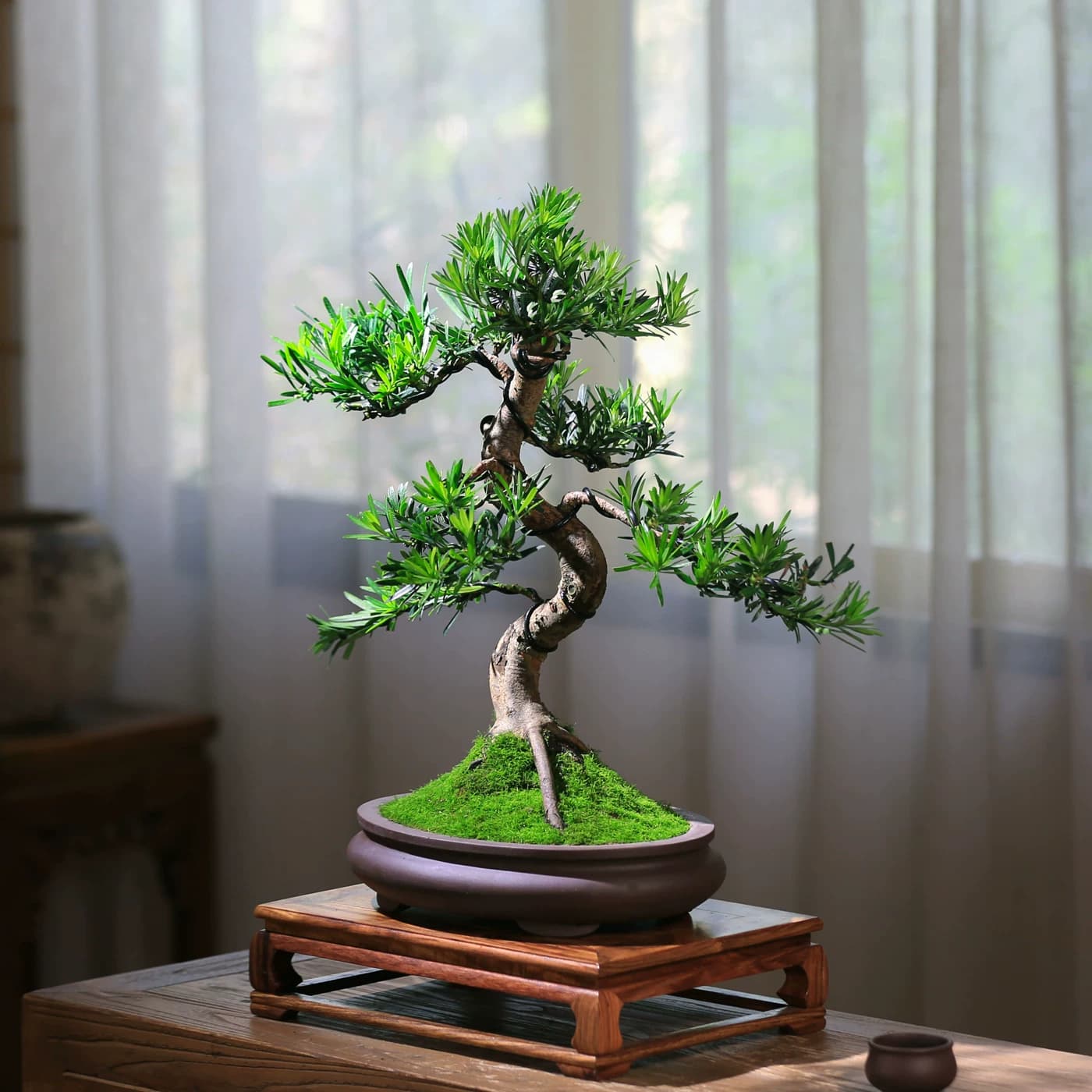罗汉松造型真盆景室内客厅桌面好养小叶常青植物办公桌阳台盆栽 - 缩略图5