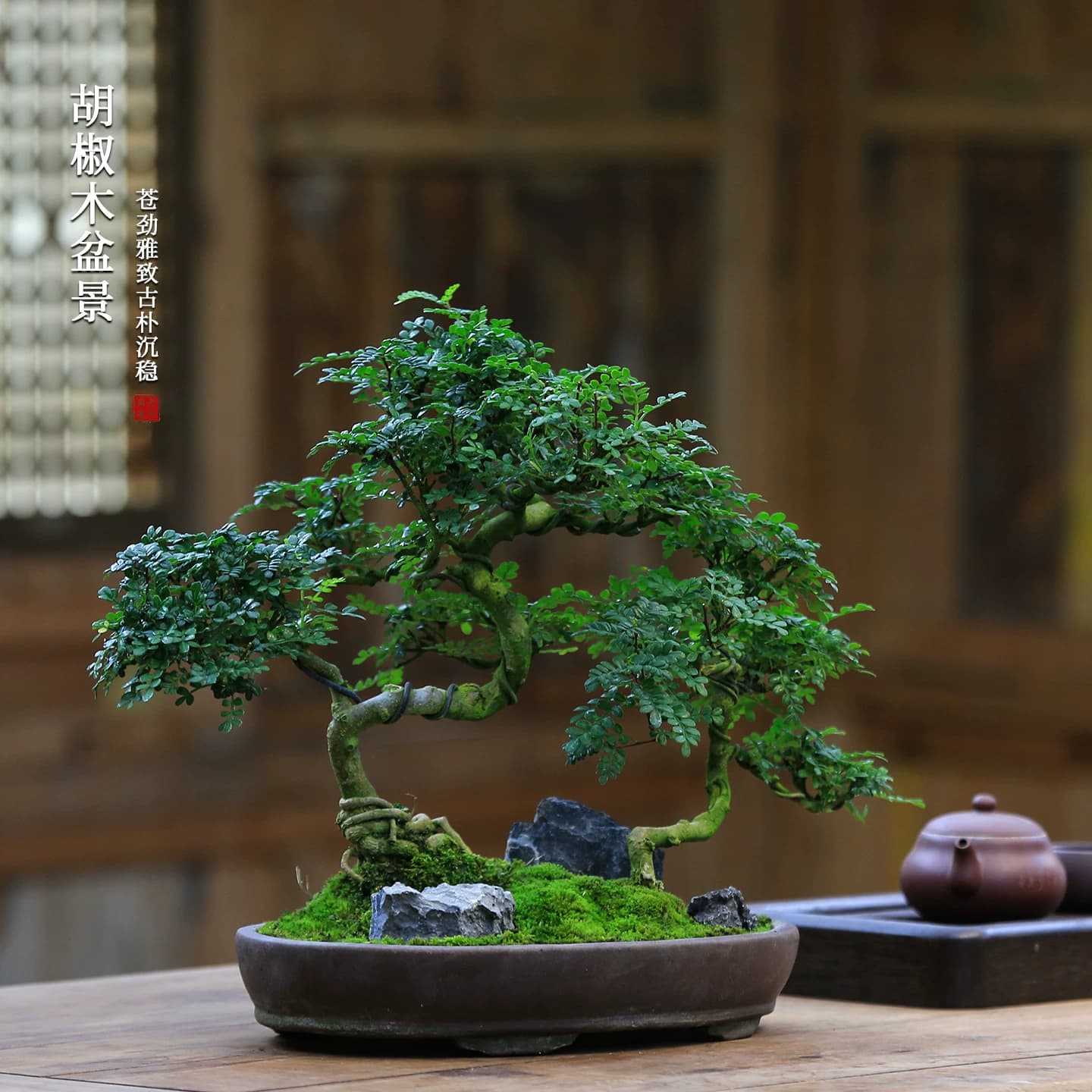 清香型胡椒木盆栽花卉室内驱蚊草植物树苗老桩盆景办公室绿植造型 - 缩略图2