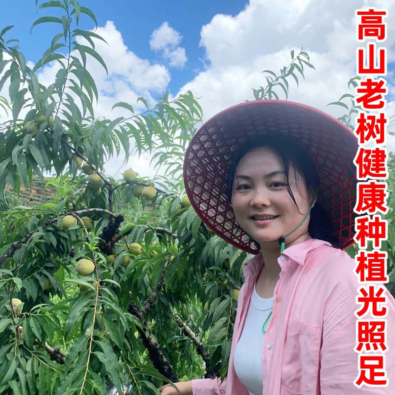 【发顺丰】正宗广东河源连平上坪鹰嘴蜜桃脆甜新鲜水果水蜜毛桃子 - 缩略图4