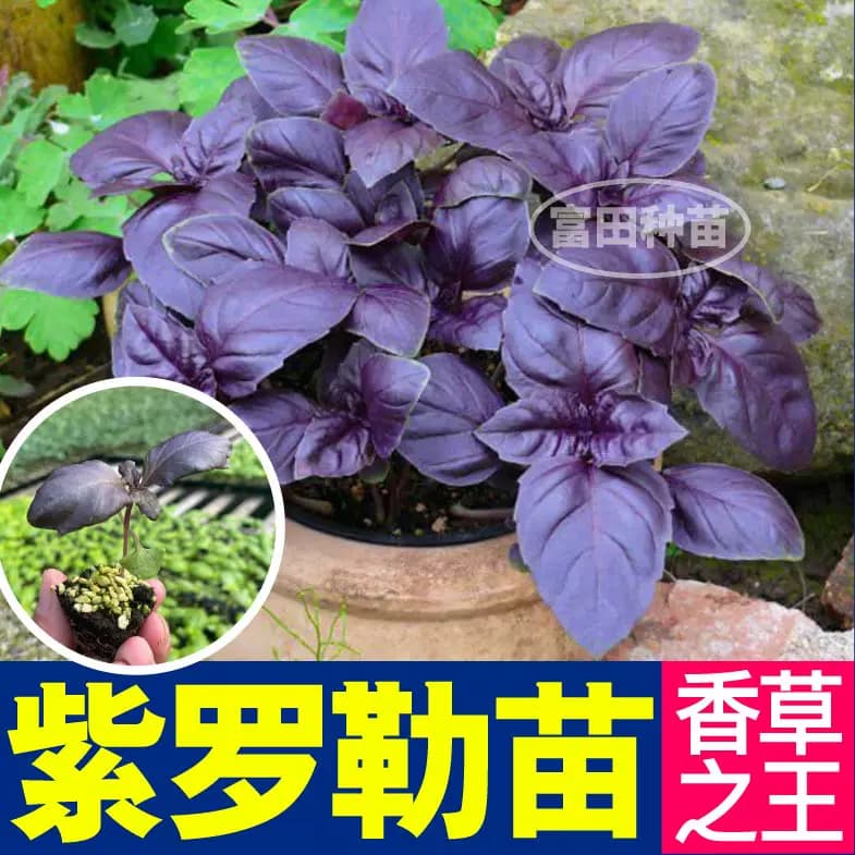 食用香料大叶甜罗勒苗秧紫罗勒金不换九层塔种子阳台观赏盆栽芳香 - 缩略图5