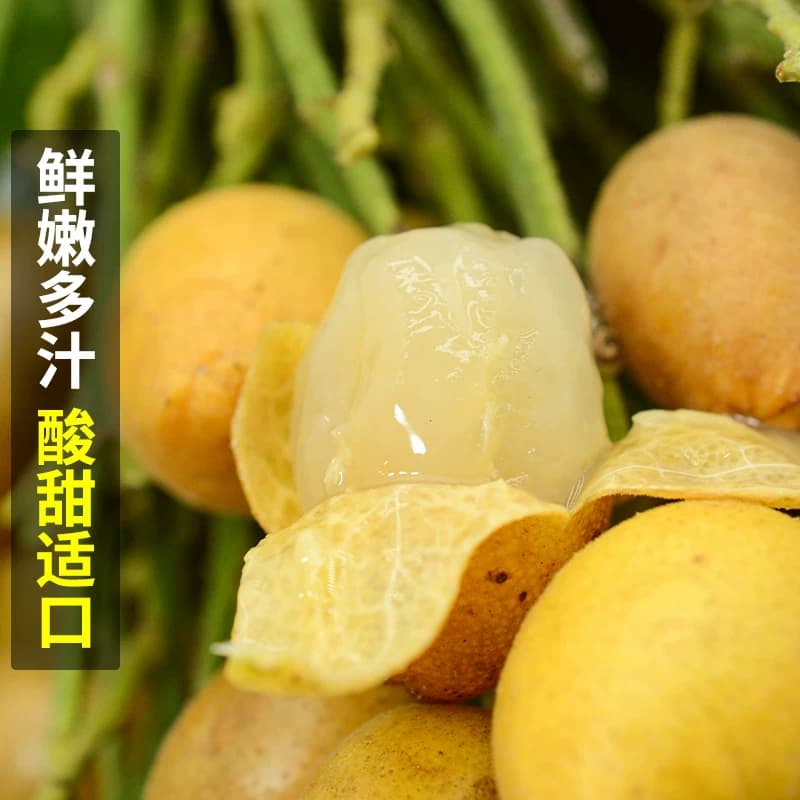 顺丰 广东鸡心黄皮果新鲜5斤冰糖当季现摘酸甜黄弹子水果孕包邮 - 缩略图5