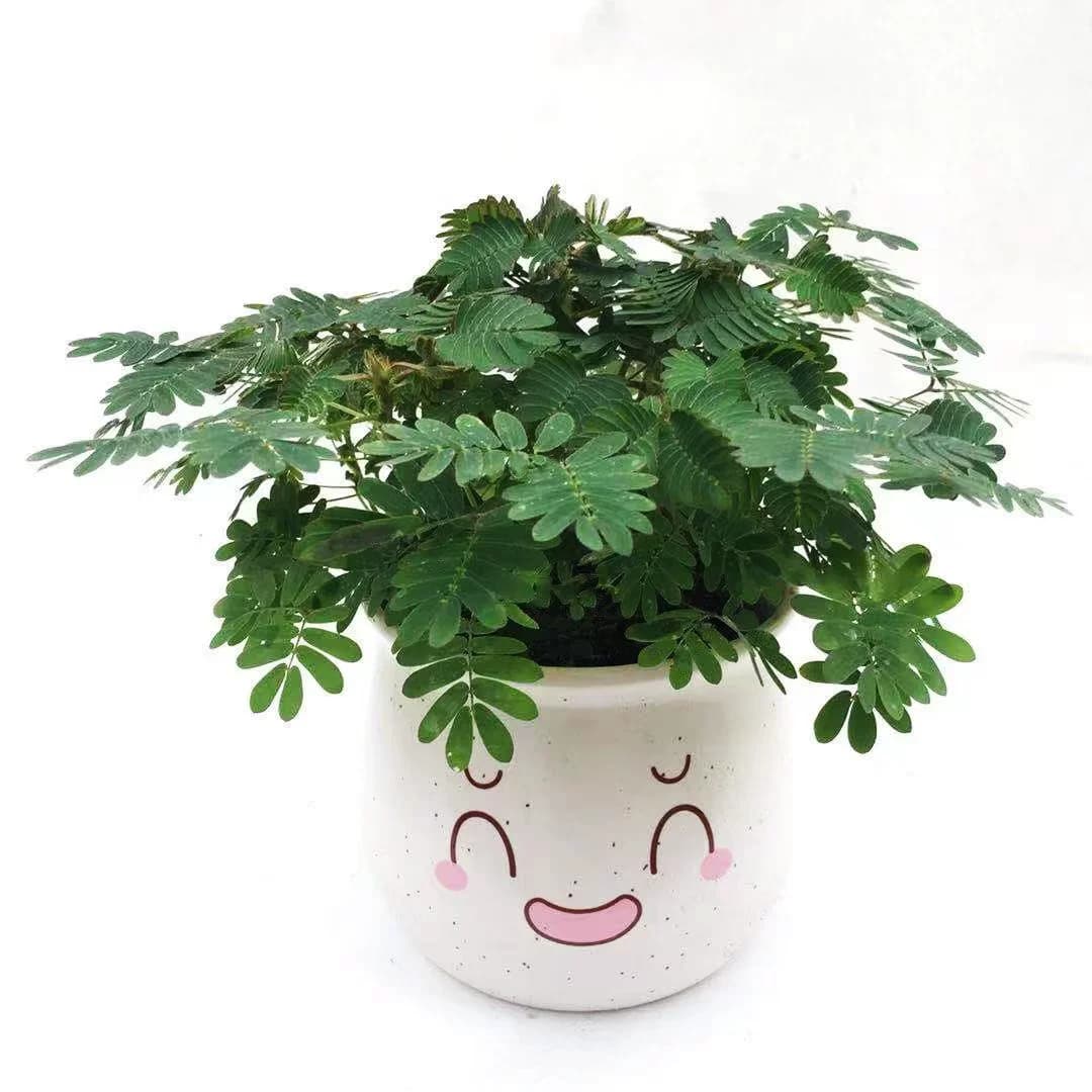 含羞草盆栽室内阳台植物四季常青幼儿园花卉怕羞害羞易种趣味 - 缩略图4