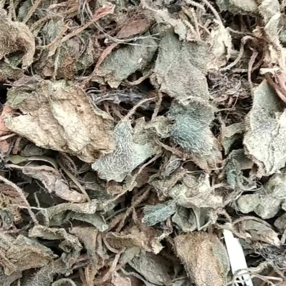 秦岭深山虎耳草干货石荷叶金线吊芙蓉老虎耳老虎草虎儿草天然无硫 - 缩略图2