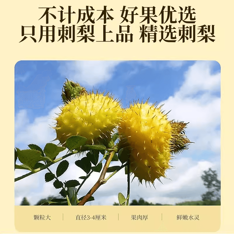 kk-刺梨全果原浆鲜果萃取富含维生素营养丰富健康旗舰店正品 - 缩略图2