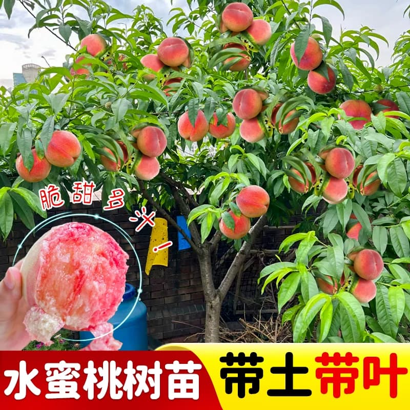 大桃树果苗黄桃水蜜桃冬桃红油桃树南北方种植当年结果嫁接桃子苗 - 缩略图4