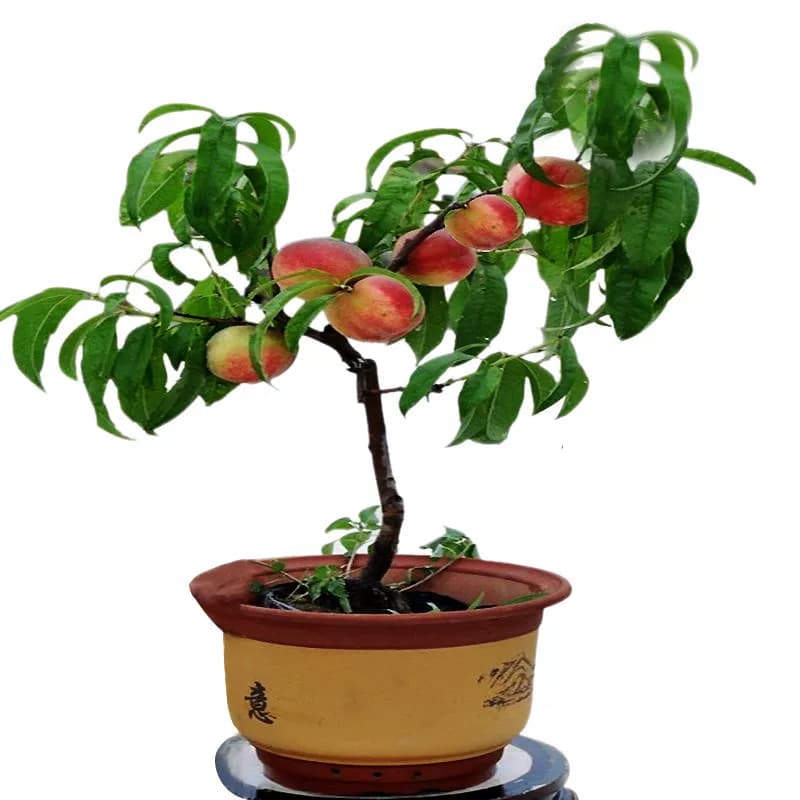 大桃树果苗黄桃水蜜桃冬桃红油桃树南北方种植当年结果嫁接桃子苗 - 缩略图5