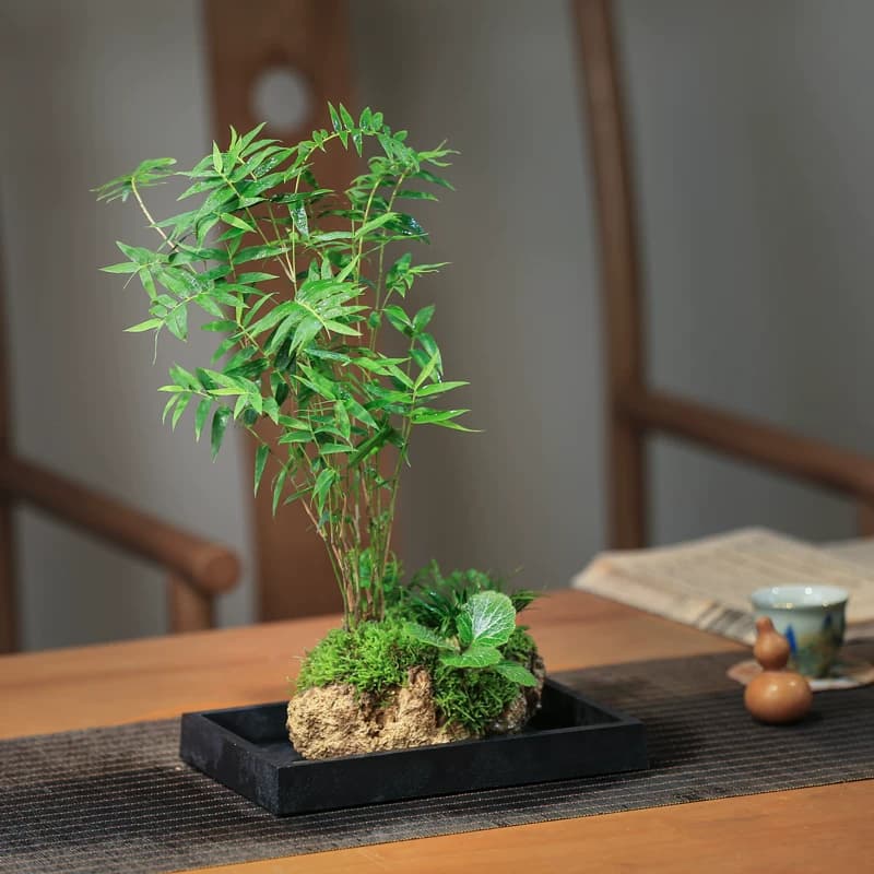 竹子室内盆栽米竹水培植物附石假山造景茶室禅意绿植吸水石盆景 - 缩略图5