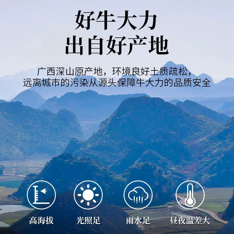 正宗第五代广西巴马牛大力粉正品新野生干货超细粉第5代500克 - 缩略图4