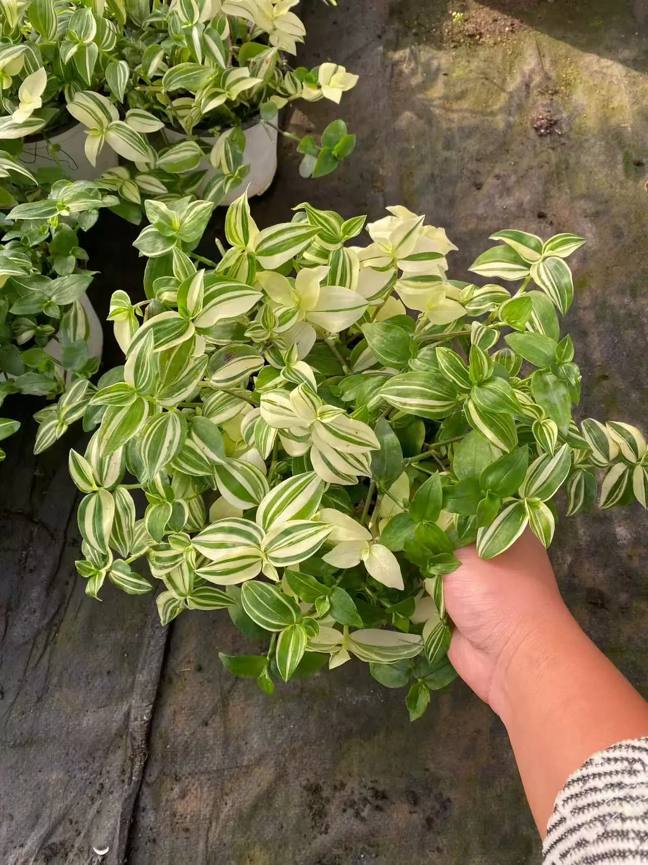 青白玉吊兰花叶吊竹梅阳台庭院盆栽观叶垂吊植物耐旱小绿植 - 缩略图4