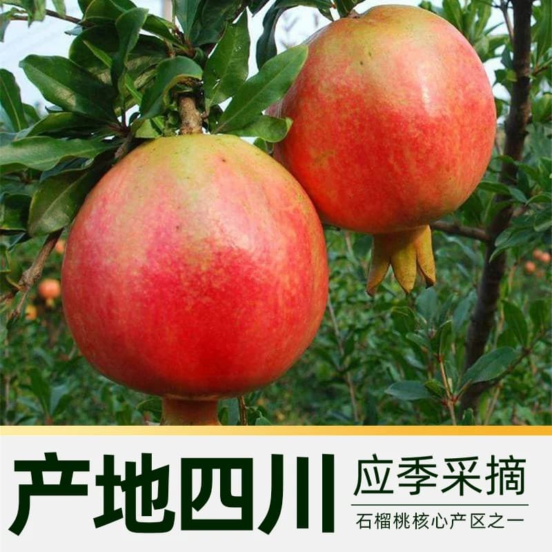 【芭芭农场】正宗突尼斯软籽石榴新鲜水果当季红宝石产地直发 - 缩略图3