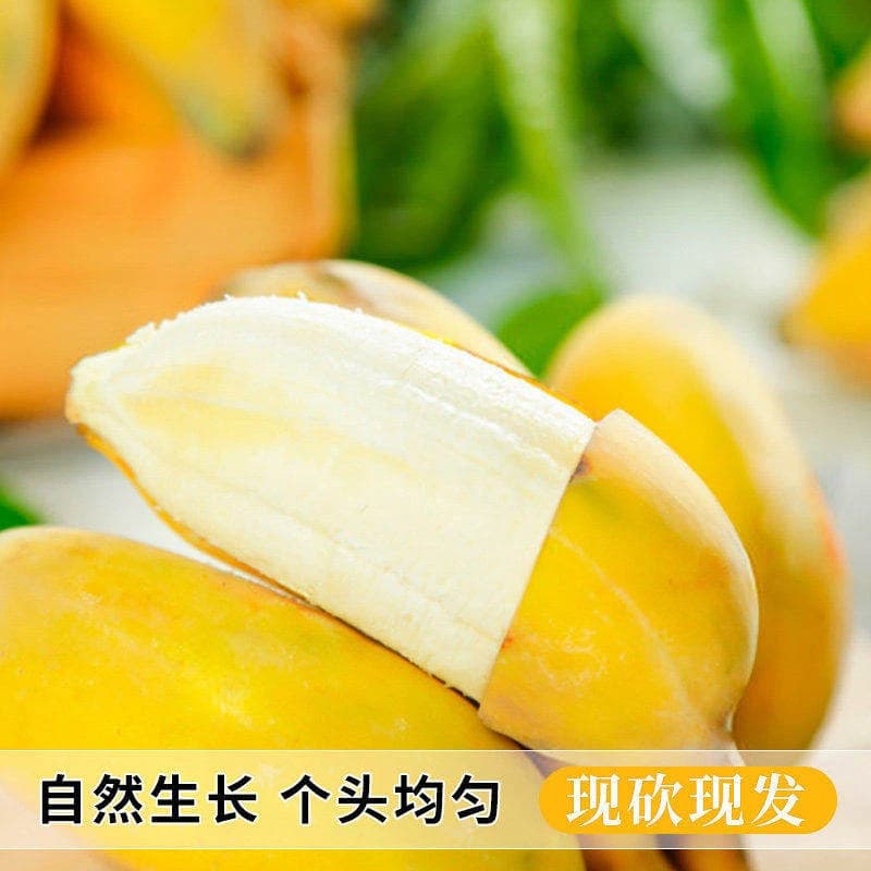 广西小米蕉当季新鲜水果自然熟小香蕉软糯香甜非芭蕉皇帝蕉整箱 - 缩略图3
