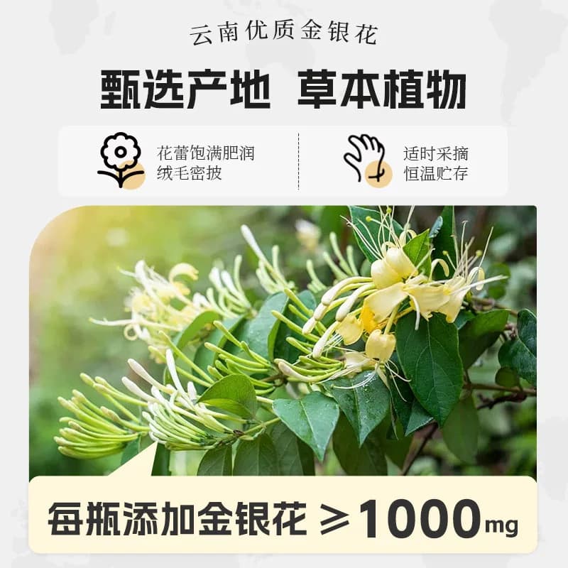 轻上小轻甘金银花凉茶饮品金银花水广东凉茶夏日饮料整箱装旗舰店 - 缩略图4