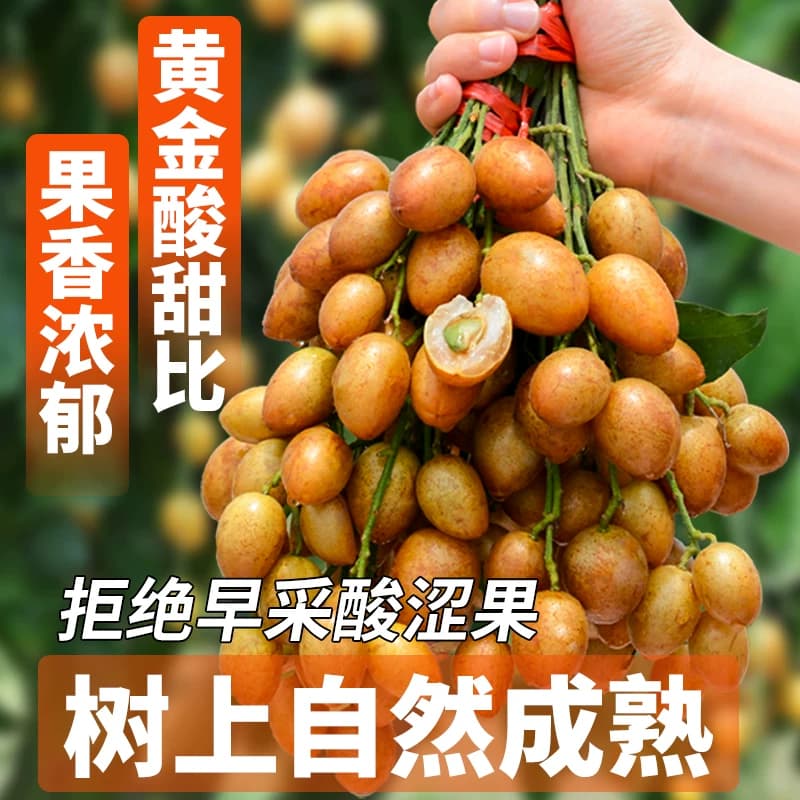 树上熟 顺丰广东正宗鸡心黄皮果5斤大果新鲜当季现摘冰糖黄弹子 - 缩略图3