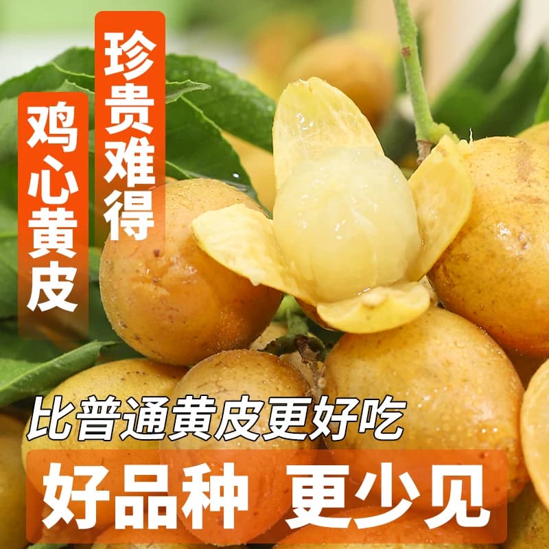 树上熟 顺丰广东正宗鸡心黄皮果5斤大果新鲜当季现摘冰糖黄弹子 - 缩略图2