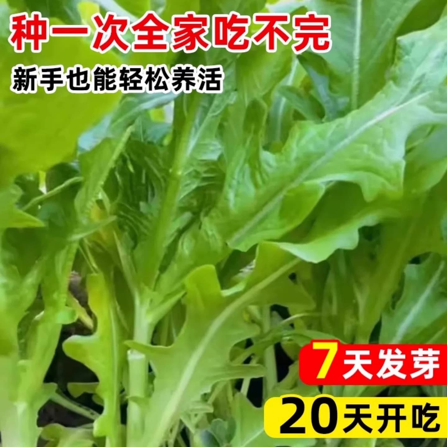 四季花芽甜麦菜种子广东甜麦菜苦麻菜籽青菜春秋季阳台蔬菜种孑籽 - 缩略图3