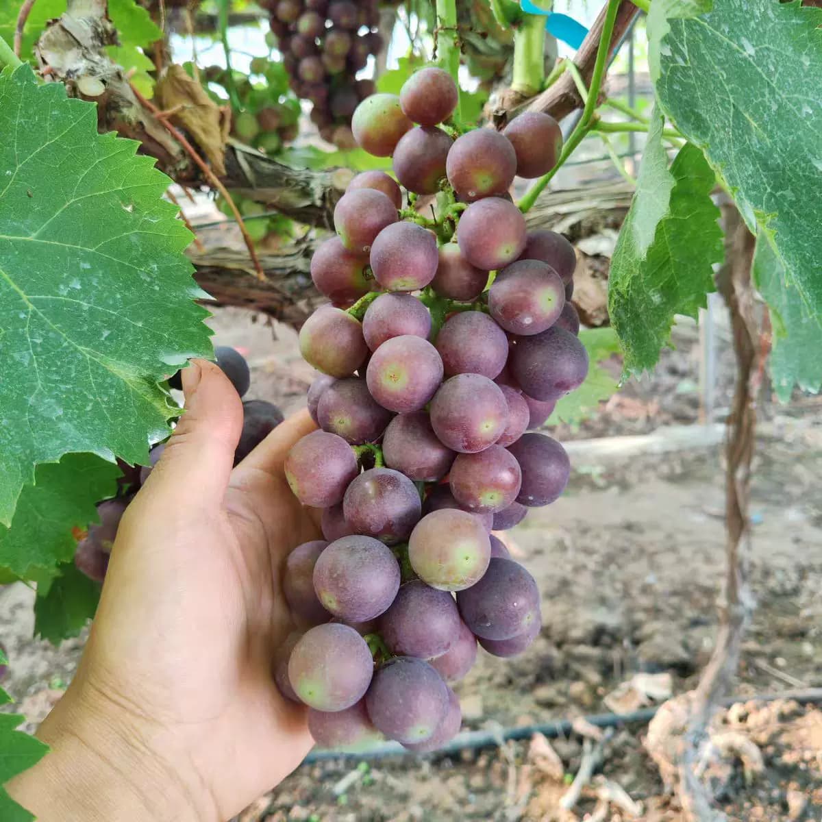 老式农家土葡萄夏黑小葡萄酸甜可口传统种植无狠活孕妇水果新鲜 - 缩略图4