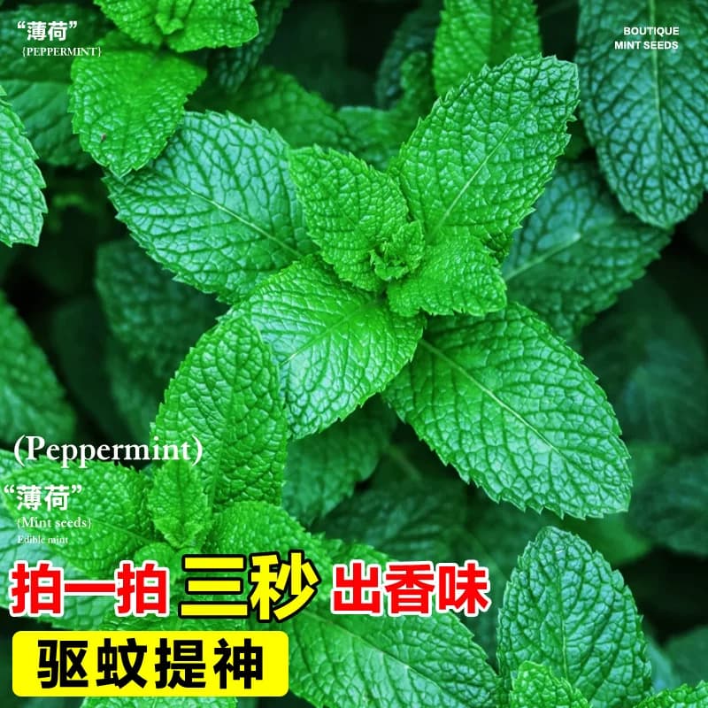 薄荷种子可食用老品种香水柠檬薄荷种籽四季阳台盆栽驱蚊花卉种孑 - 缩略图3