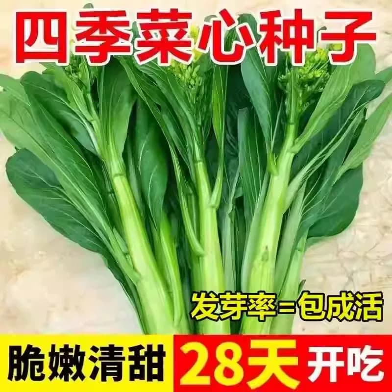 【20天采收】四季菜心种子四九甜菜心种子广东青菜籽盆栽2025新种 - 缩略图2