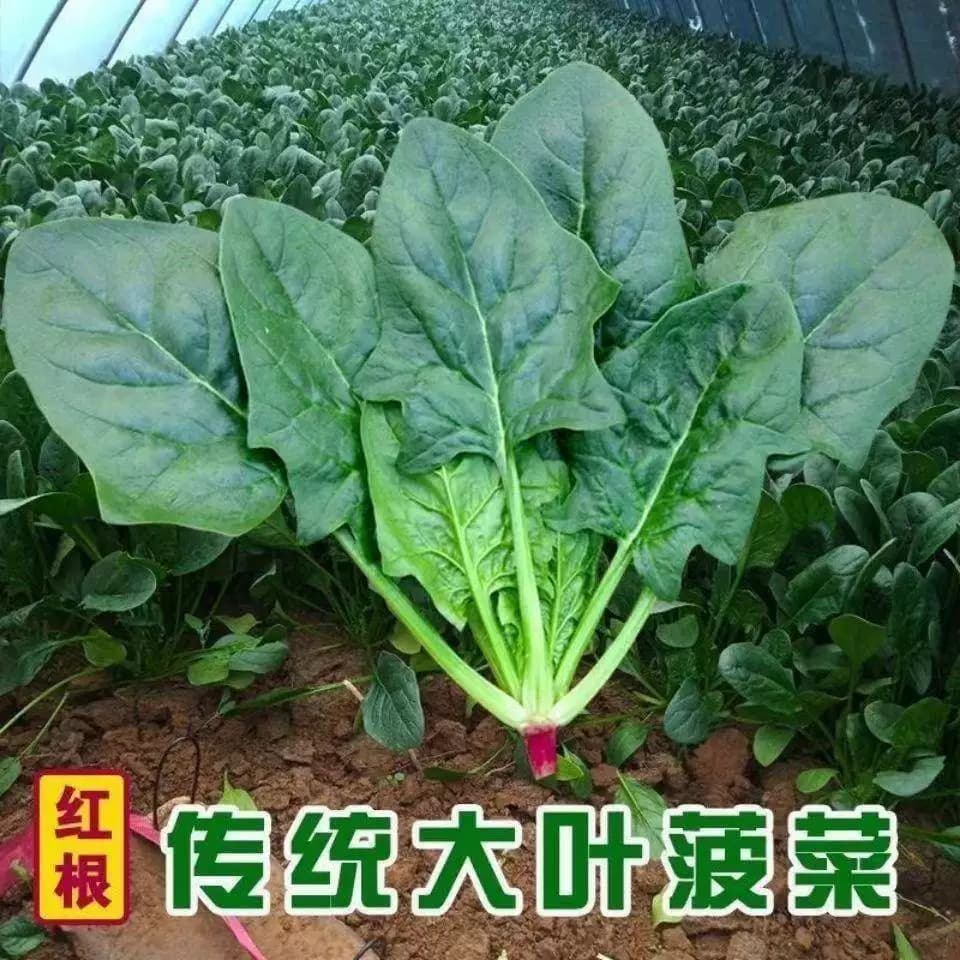 传统老菠种子红根大叶菠菜菜耐寒耐热可越冬田园易种植易管理蔬菜 - 缩略图4