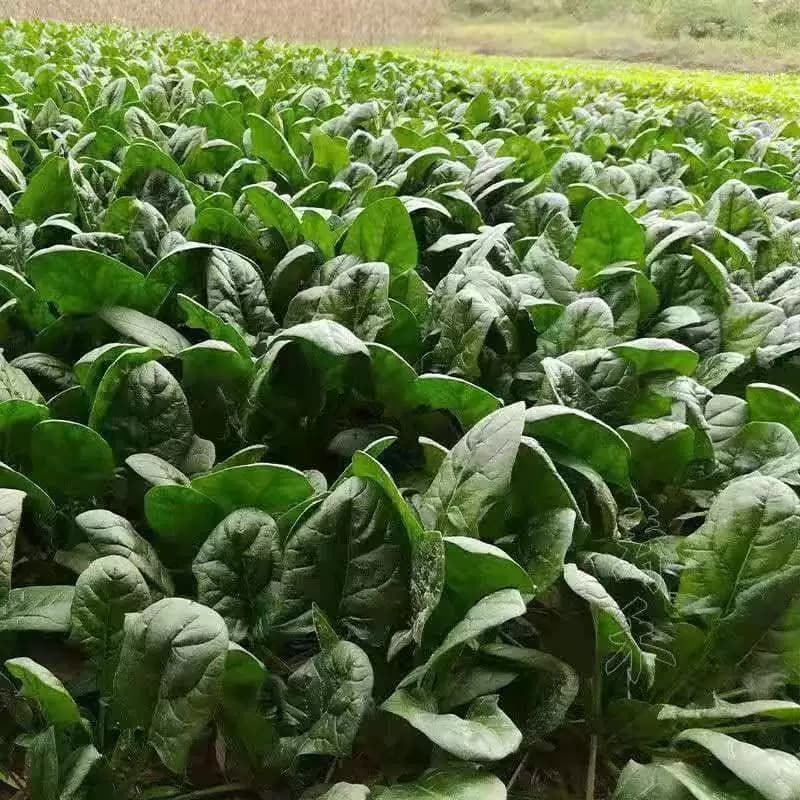 传统老菠种子红根大叶菠菜菜耐寒耐热可越冬田园易种植易管理蔬菜 - 缩略图3