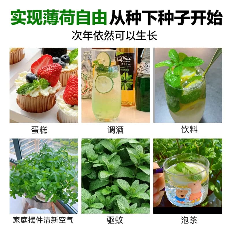 薄荷种子可食用老品种香水柠檬薄荷种籽四季阳台盆栽驱蚊花卉种孑 - 缩略图5