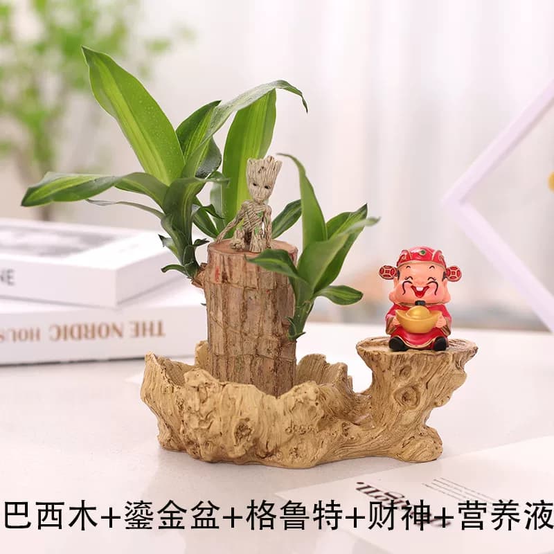 巴西木格鲁特树人水养幸运木开花绿植室内盆栽水培植物四季带芽孢 - 缩略图3