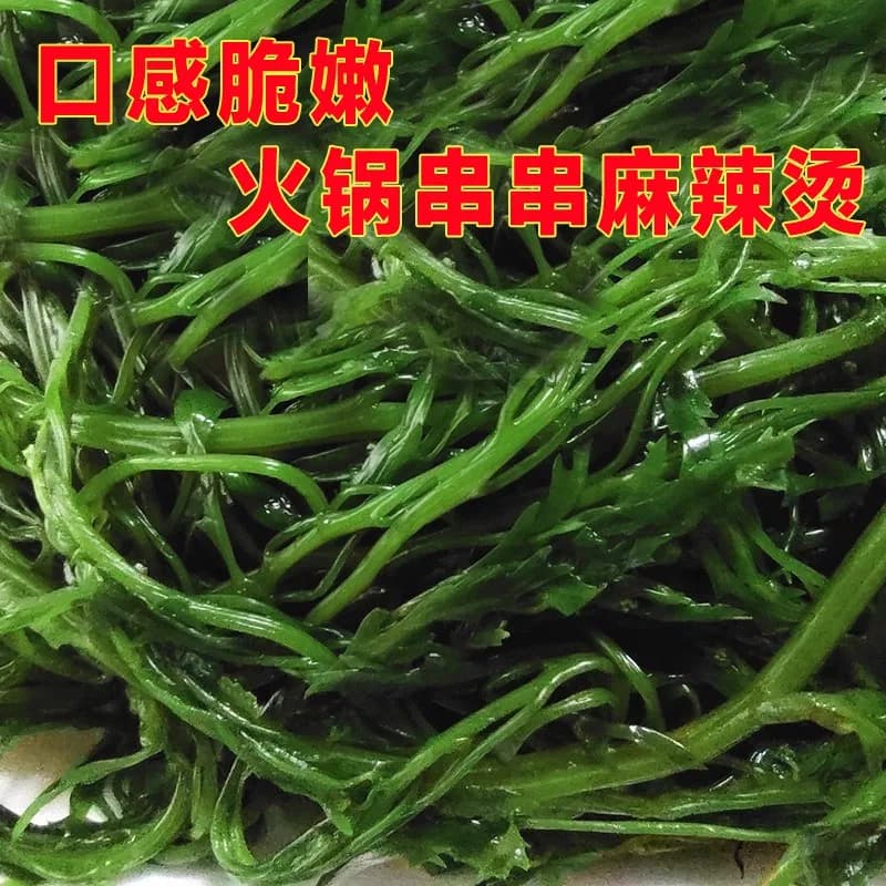 新鲜马尾藻鞭炮450g长寿菜盐渍火锅食材海藻马尾藻新鲜盐渍涮菜 - 缩略图3