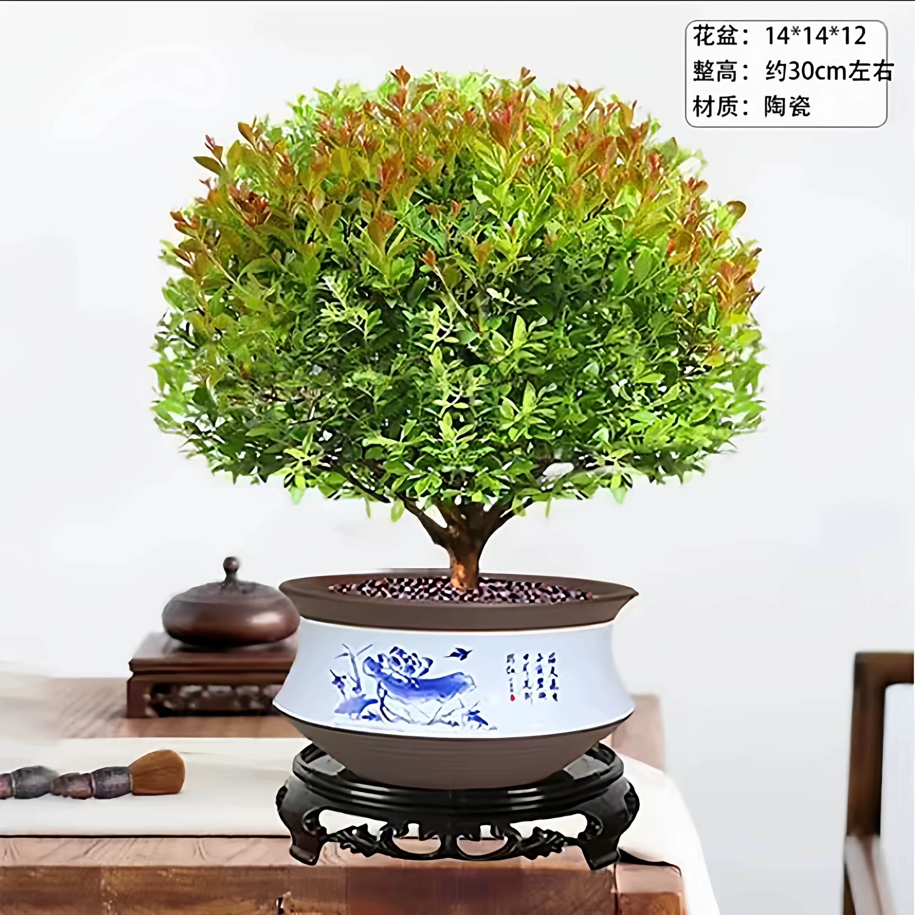 小叶赤楠老桩盆景苗植物花卉微景观水培办公室内好养四季常青盆栽 - 缩略图2