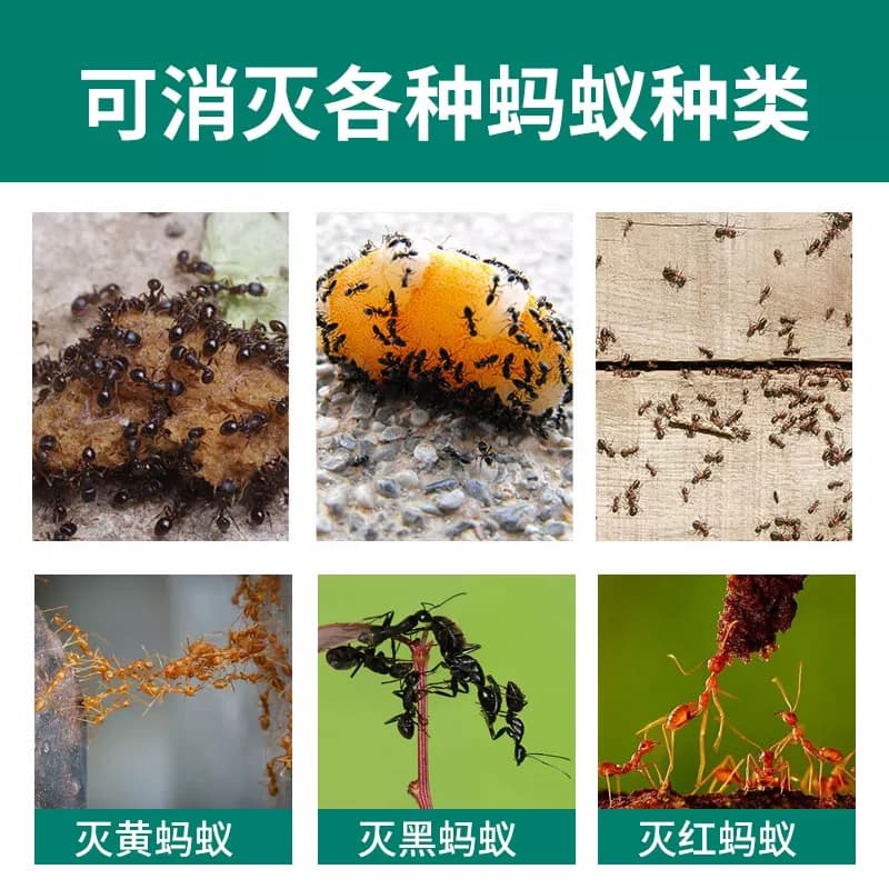 灭杀蚂蚁药全窝家用端神器室内非无毒强力去驱除防治大小红黑蚂蚁 - 缩略图2
