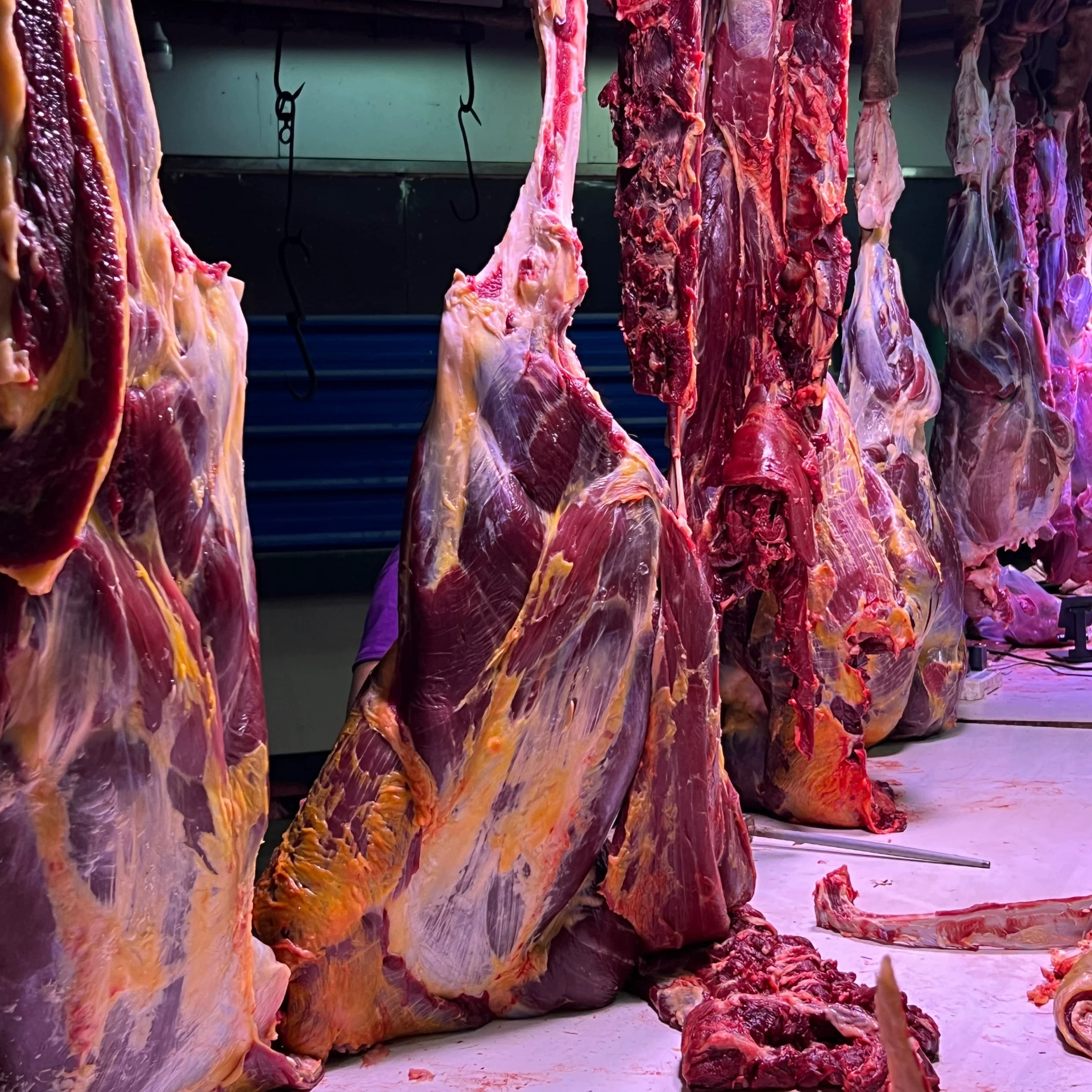 贵州散养新鲜土黄牛肉现杀生牛腿腱子肉牛里脊牛排骨牛肋条肉牛腩 - 缩略图5