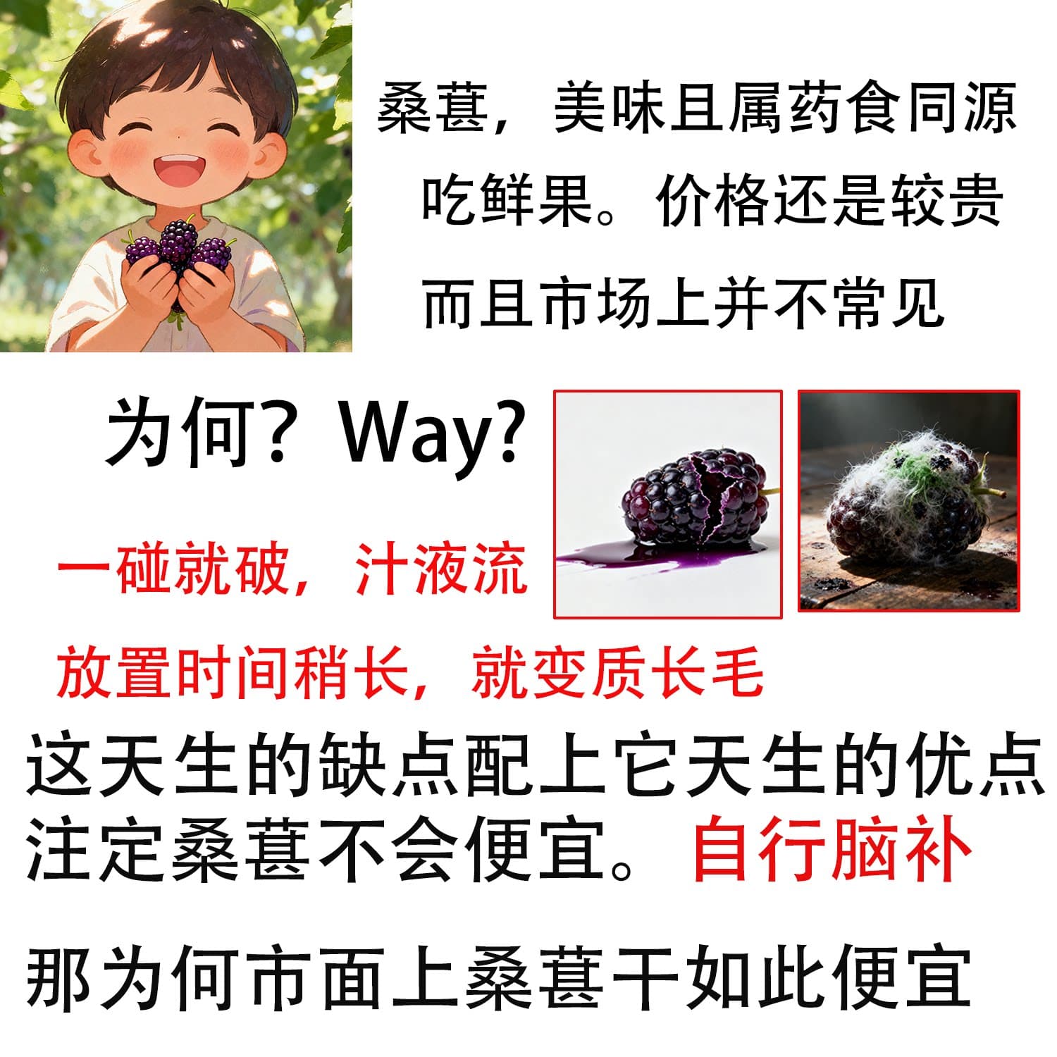 新鲜无硫不染色黑桑葚干桑椹果干泡水酒茶无添加无沙即食精选干净 - 缩略图2