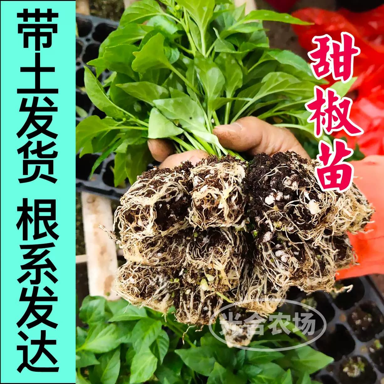山东寿光水果甜椒秧苗五彩椒苗大果红黄绿紫方椒圆椒四季盆栽种籽 - 缩略图4