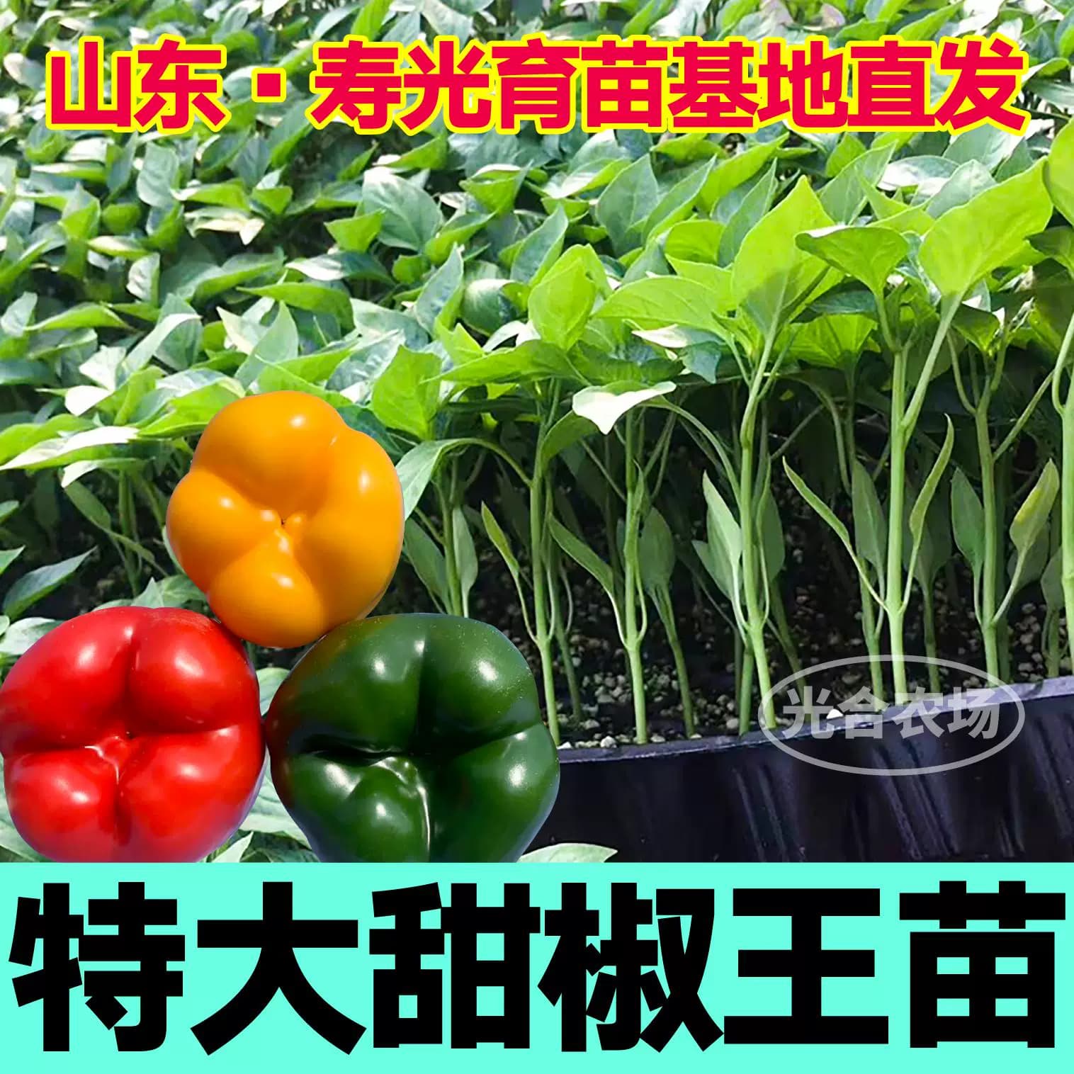 山东寿光水果甜椒秧苗五彩椒苗大果红黄绿紫方椒圆椒四季盆栽种籽 - 缩略图3