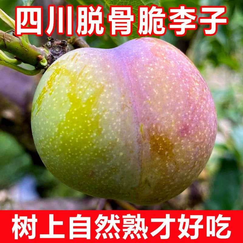 四川李子新鲜水果脱骨李子现货茵红李当季5斤脆甜半边红整箱包邮 - 缩略图5