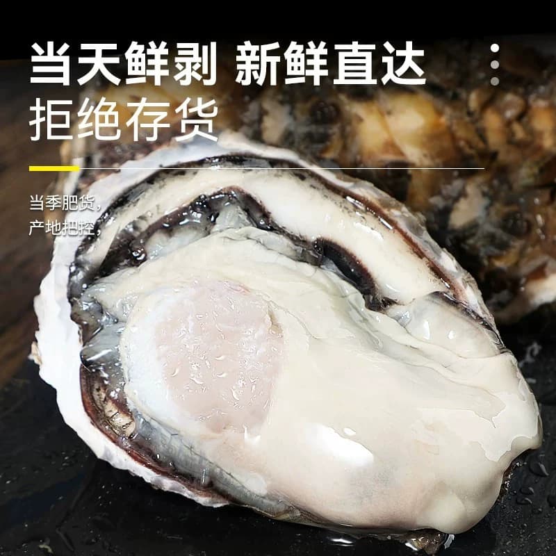乳山生蚝鲜活特大10斤海蛎子烧烤生蚝鲜活批发生鲜牡蛎官方旗舰店 - 缩略图2