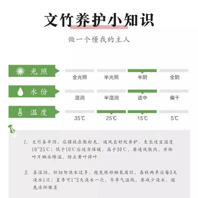 文竹盆栽室内绿植植物大型盆景净化空气四季常青花卉苗好养客厅 - 缩略图4