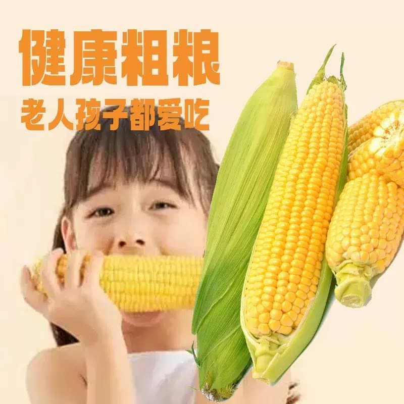 当季东北黄糯玉米棒10支真空包装低脂黄糯大棒甜现摘代餐真空装 - 缩略图3