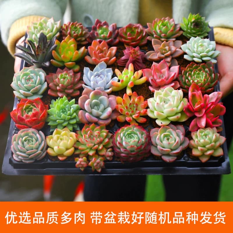 多肉植物室内小盆栽大颗好养绿植物花卉室内外易存活 - 缩略图2